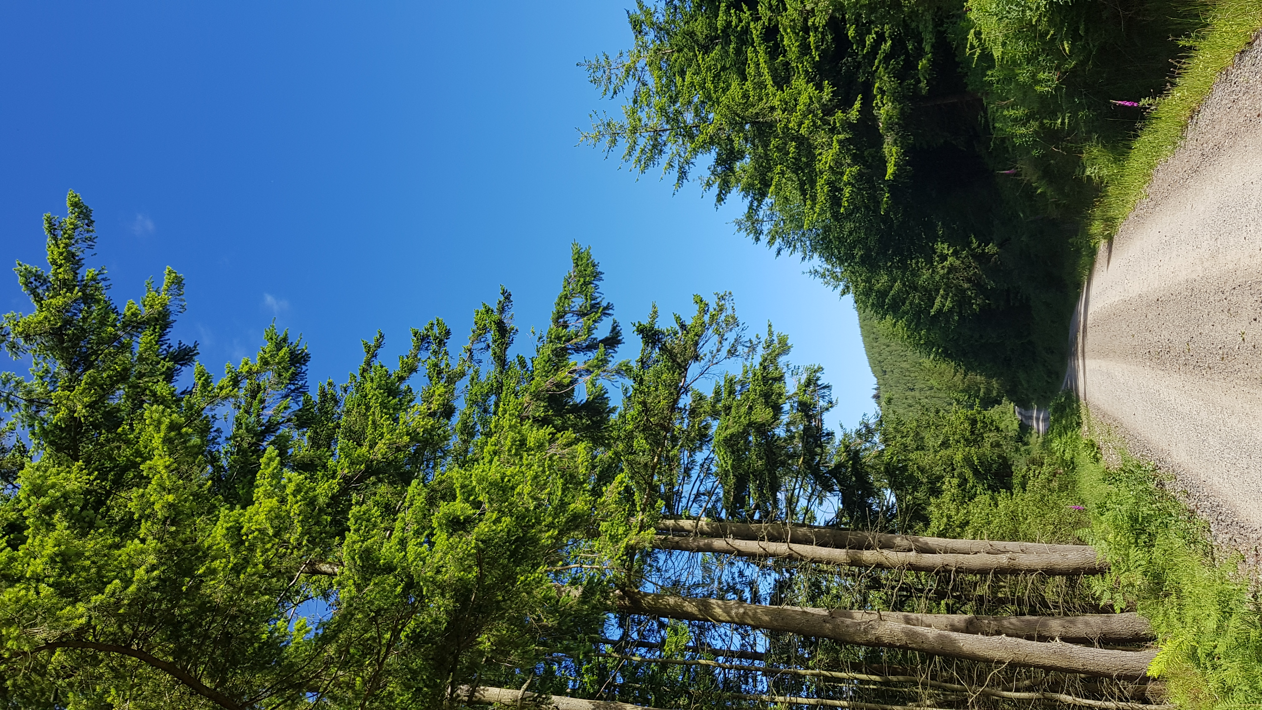 A photo of a sunlit hillside forestry track with pine trees on either side and a blue sky above.